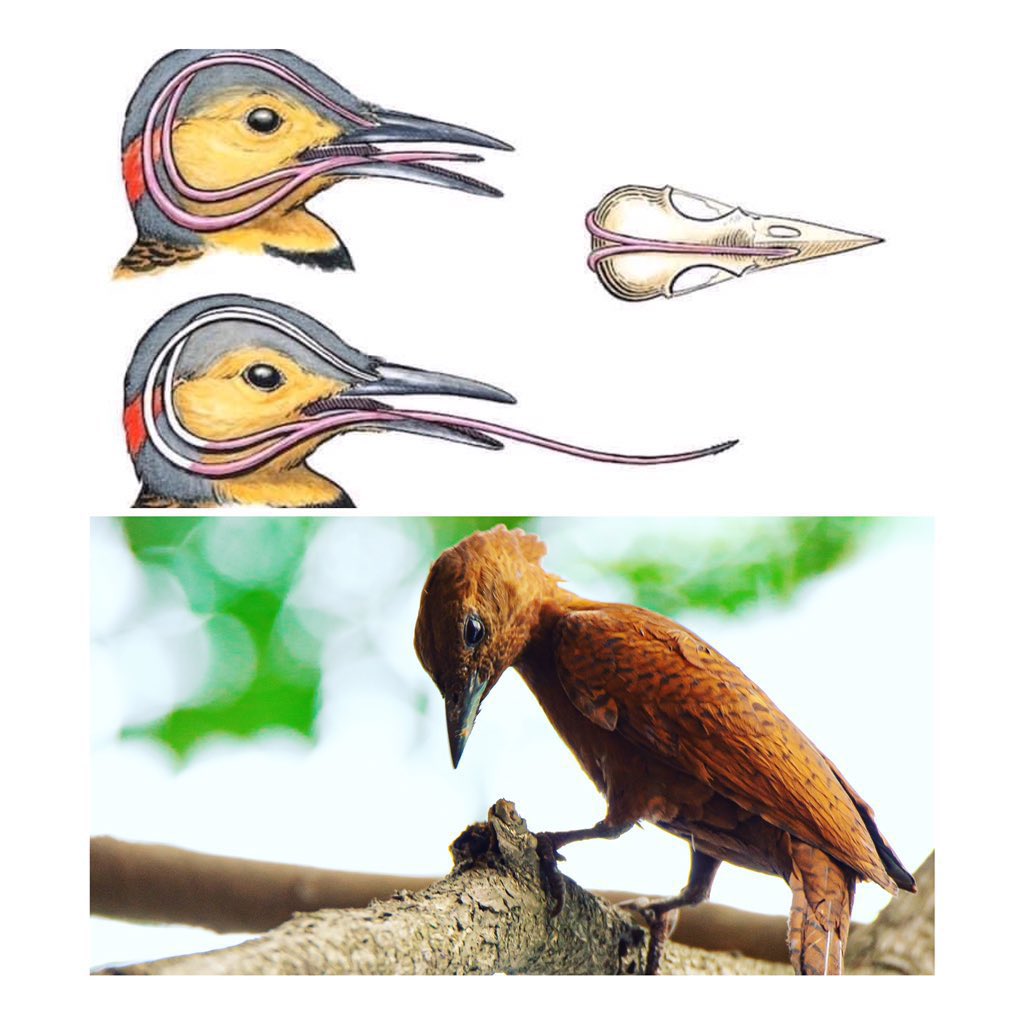 A woodpecker's tongue wraps around head. When it pecks, tongue bones are retracted & stabilize the skull, providing musculo-sketal support. These also protect its brain from over 1000g of force when it's hammering by absorbing shock. Show me a better design. Rufous woodpecker.