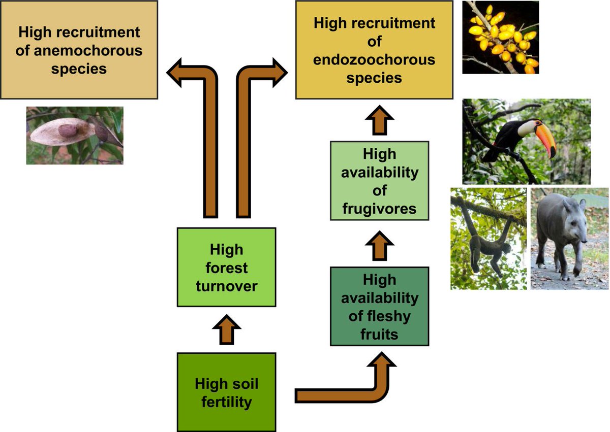 Several factors explain the distribution of tree dispersal modes in #Amazonia. The availability of dispersal agents is only one of them. The distribution of anemochory and endozoochory might, for instance, relate to soil fertility. Check out our diagram doi.org/10.1111/geb.13…