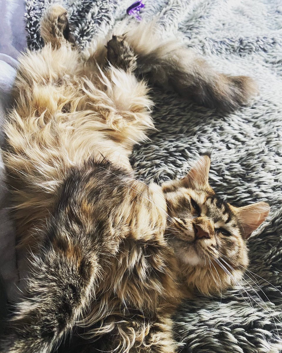 themaineluna's tweet photo. @ScrumpoTM Great catting there 🧡 https://t.co/jW8pNdteV3