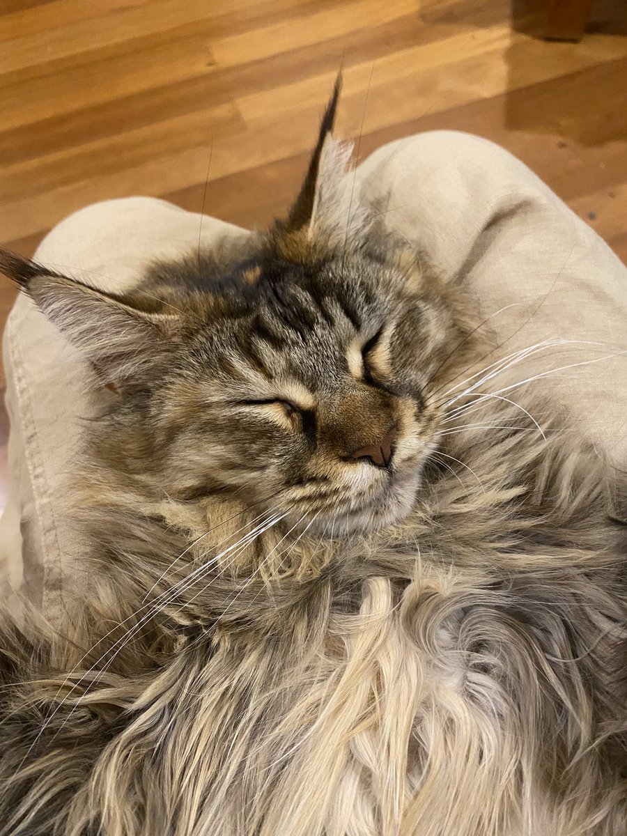 themaineluna's tweet photo. @KimoKekonaKekoa Deserved rest 🧡 https://t.co/02iLjcJ7G9