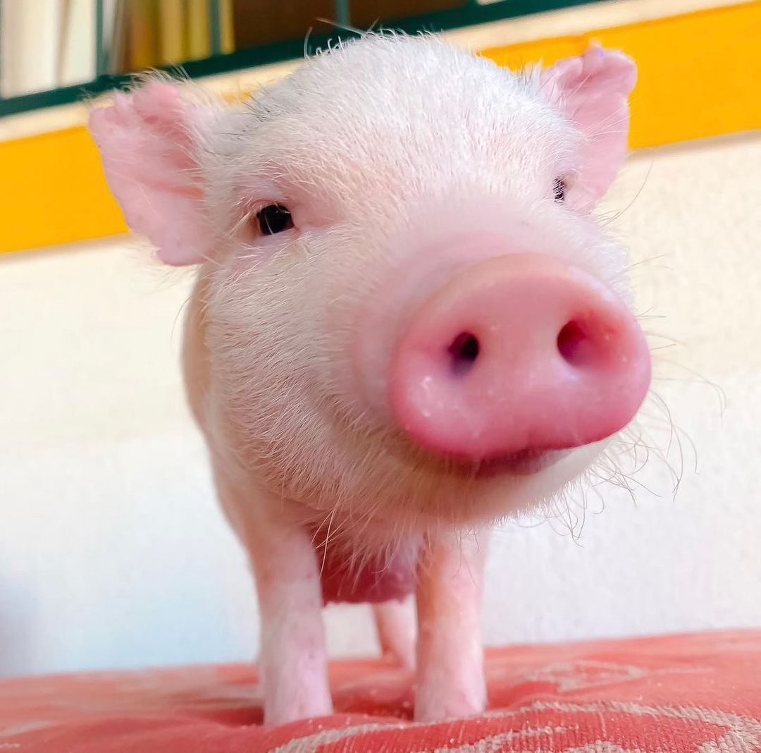 Pigs Lover on Twitter "🐽 when your nose matches your mug 🐽"