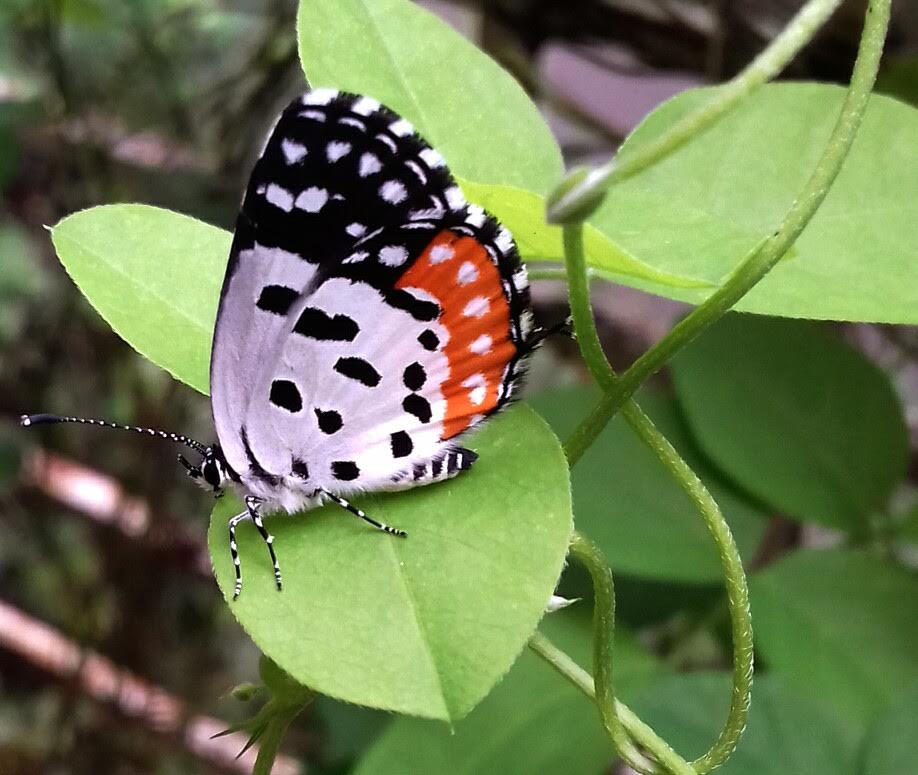 Nothing like a red pierrot to add colour to your life! This tiny butterfly really packs a punch. 🙂 #TitliTuesday #butterfly #Pune #nature #IndiAves @Bhrigzz