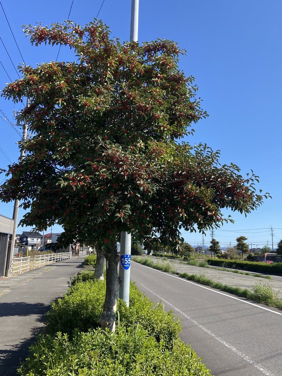 yachiinesuina91's tweet image. 長良川沿いを岐阜回りで愛知県一宮市へ🚚沿道のピラカンサは色付き始めましたがまだ日差しは強いです☀️更に色白になった安井さんのポスター発見👀国会に安井さんがいれば新武闘派三姉妹結成できたのに😢#山本太郎 #れいわ新選組 #安井みさこ #一宮市 #れいわ新選組が日本を救う