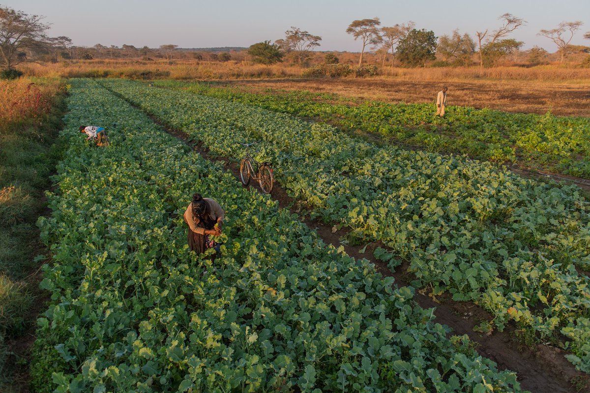 The #BuffaloBicycle isn't a toy. It's a workhorse, helping farmers harvest their crops, transport their produce to market, and sell it more quickly and for a better price. This is economic development in action. This is the #PowerOfBicycles.