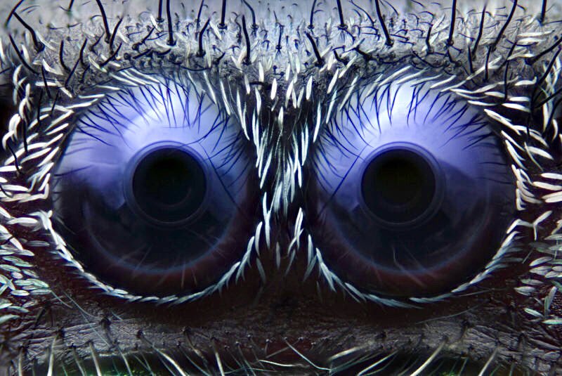 microscopicture's tweet photo. microscopic view of the eyes of a jumping spider https://t.co/Z1SNGHoys4