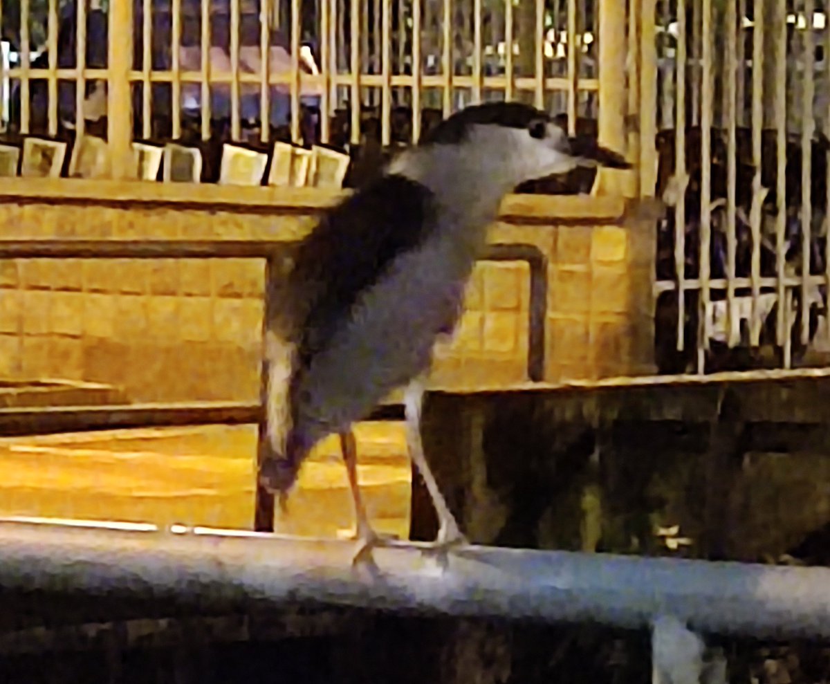 ianturo's tweet photo. Guaco Común visto por la estación suramericana del metro, nunca antes había visto uno en Medellín @OrnitologiaCol es normal que está ave este en medio de la ciudad? https://t.co/4GHS2GQqQo