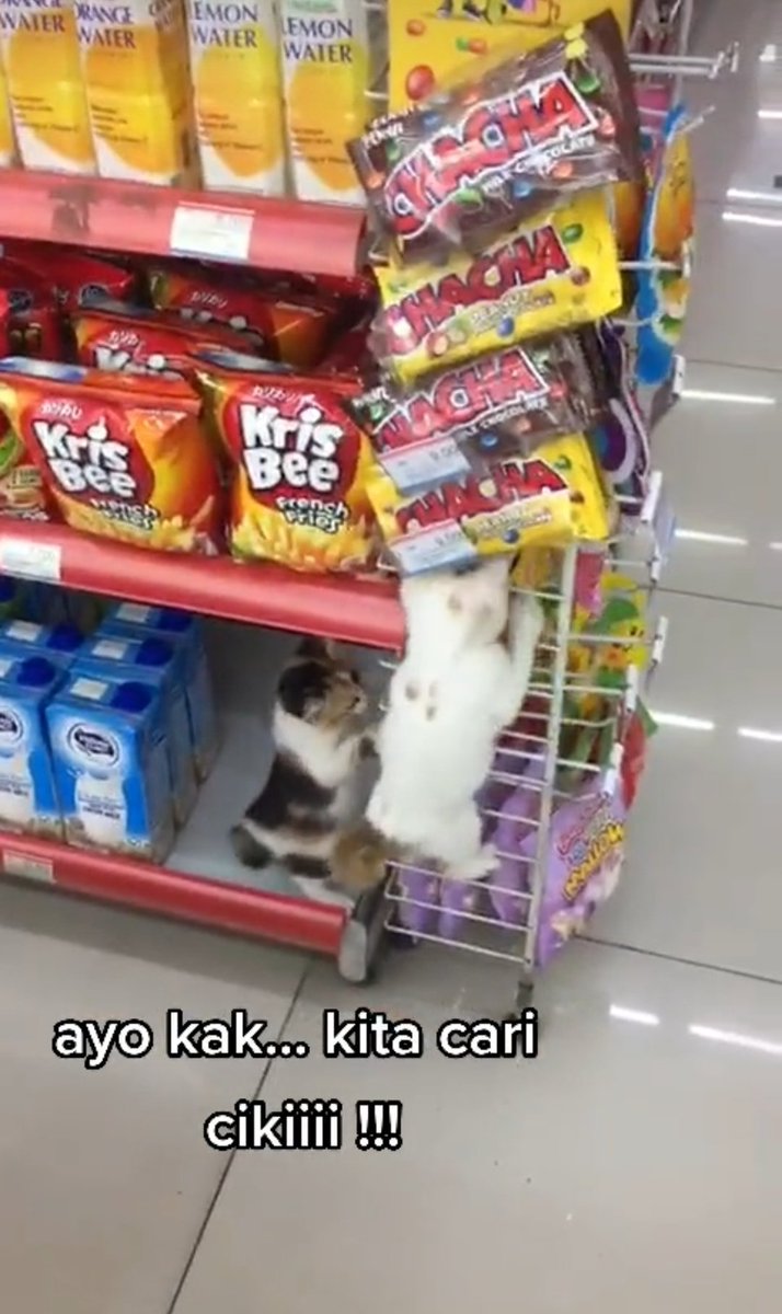 kochengfs's tweet photo. Tolonggg ni anak 🐈 siapaaa? Lg cari cemilan 😫😫 https://t.co/TshAXr2B96