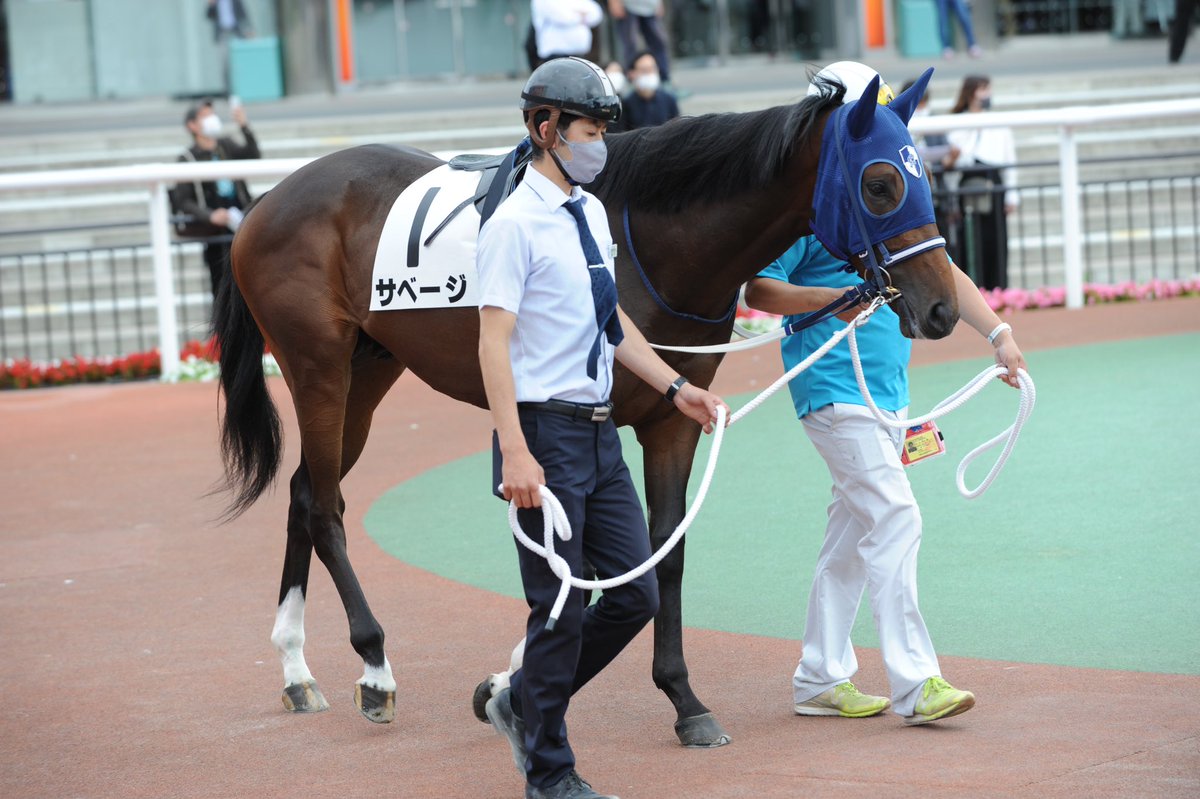 本日、船橋競馬場で行われる平和賞(SⅢ)に、#サベージ(牡2 森下淳平厩舎)が出走🐎

重賞挑戦、船橋競馬場でのレースはいずれも初めて！皆さま応援よろしくお願いします🤲✨