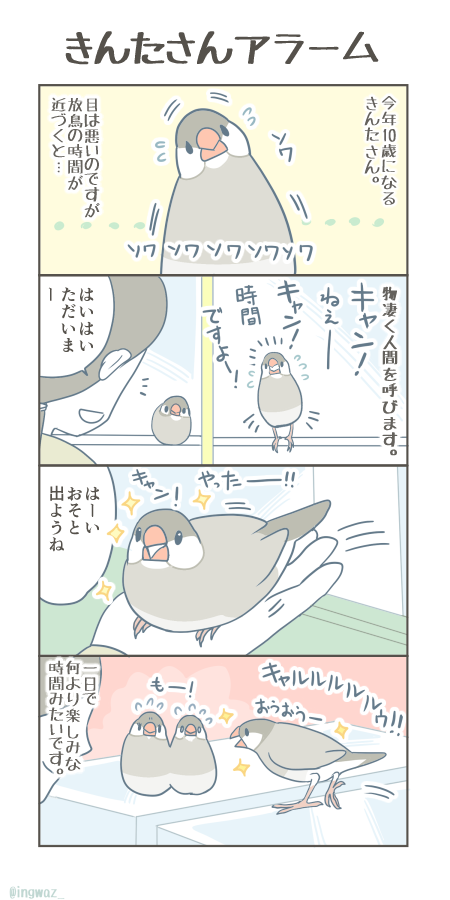 きんたさん、毎日の楽しみがあってくれてよかったです。

#Buncho #Javasparrow #文鳥 