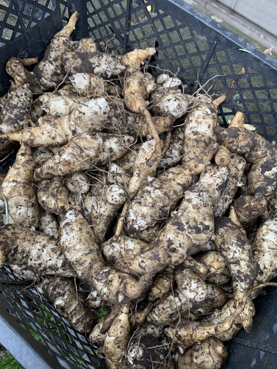Continibites's tweet photo. #Jerusalem artichokes #harvest #gnocchi #CorraLinn #seasonal #Italian #ContiniGeorgeSt #ContiniKitchenGarden #loveoursuppliers #loveourteam #loveourgarden https://t.co/yNjkhrJev4