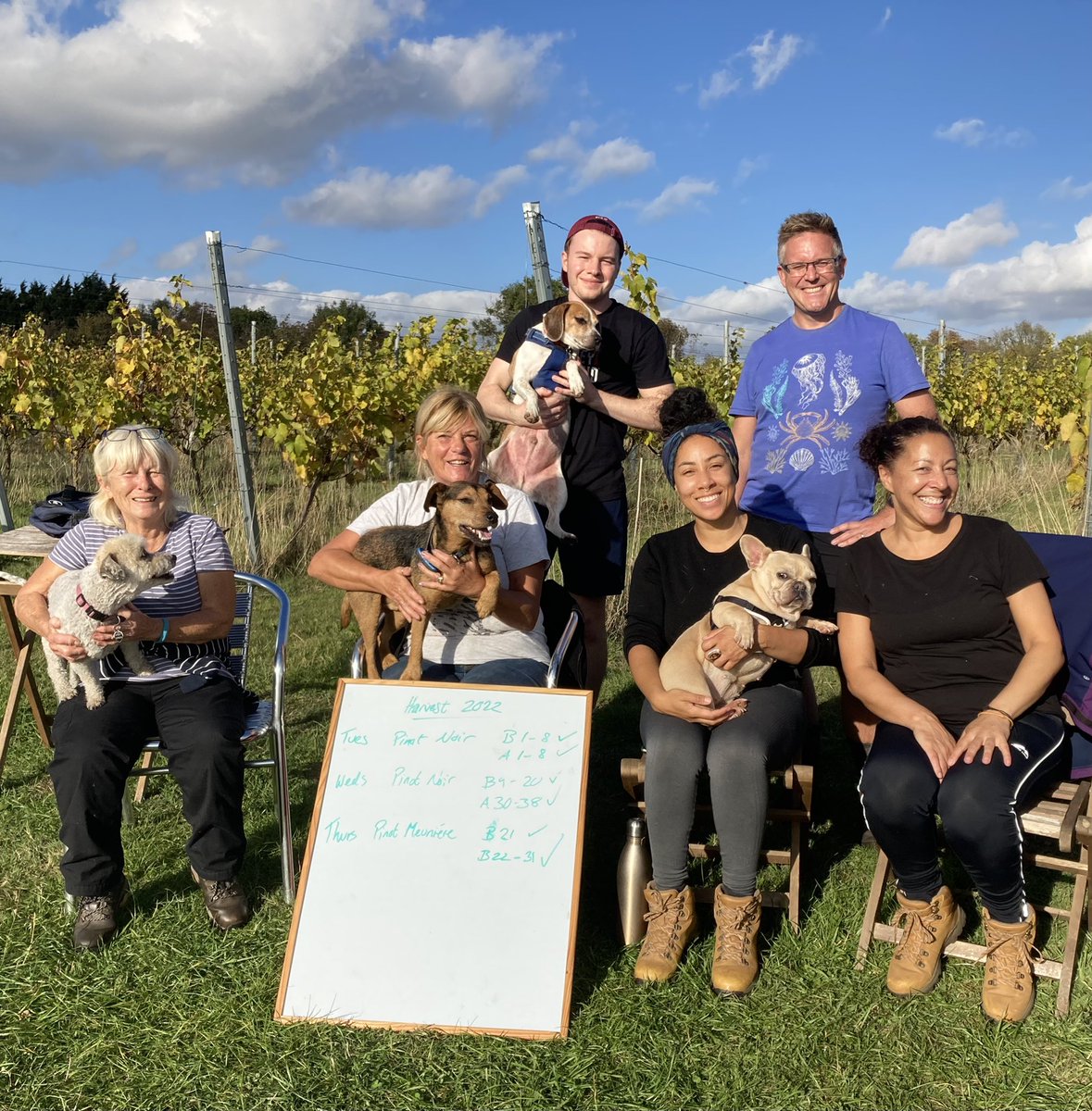 Gorgeous weather for Thursdays picking crew harvesting Pinot Meunière  #grapepicking #harvest2022 #grapeharvest #nottslife #nottinghamshire #rushcliffe #bucketlist  #dogslife #vineyarddog #meltonmowbray #traditionalmethod