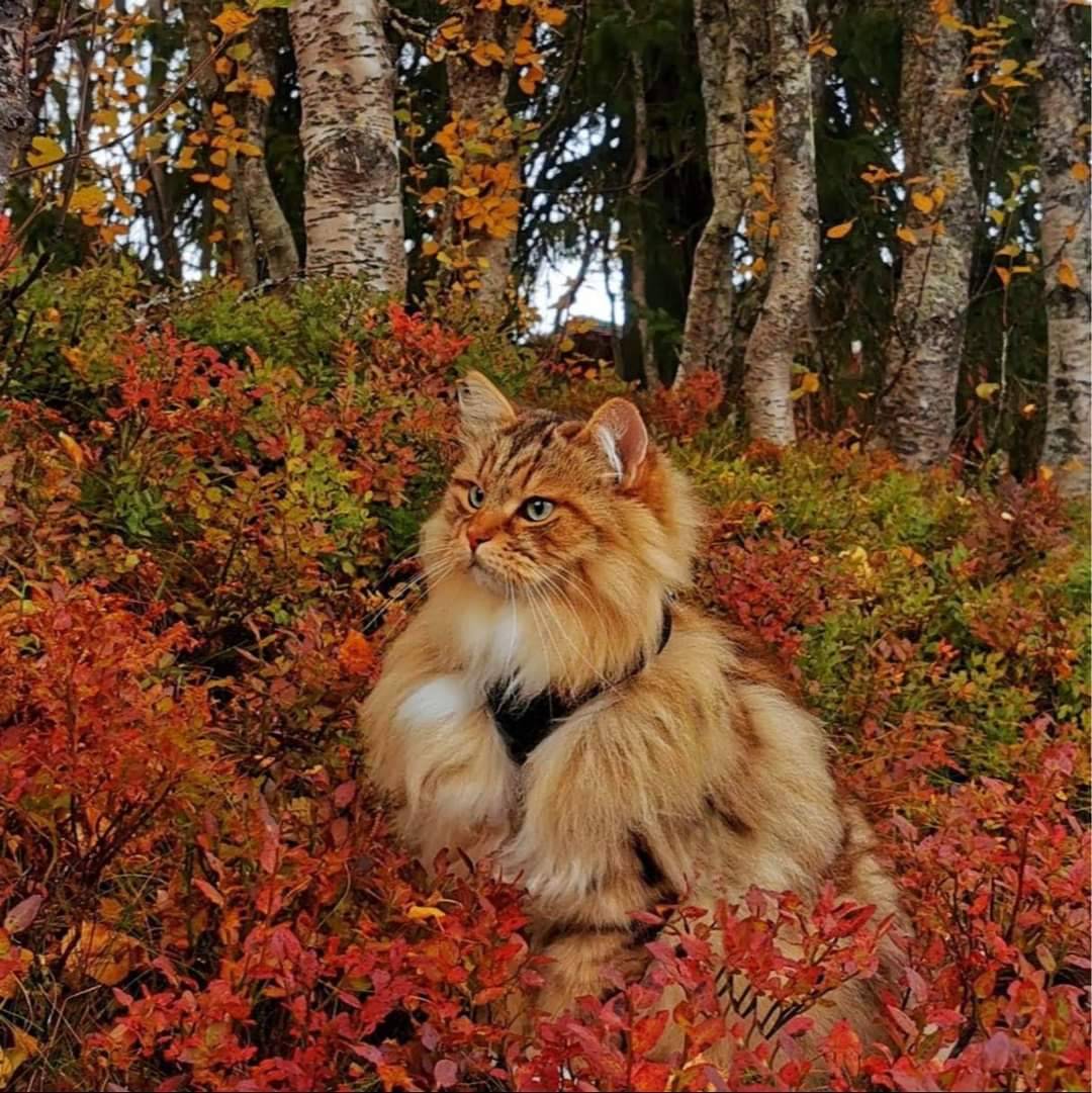 Сибирский кот осенью