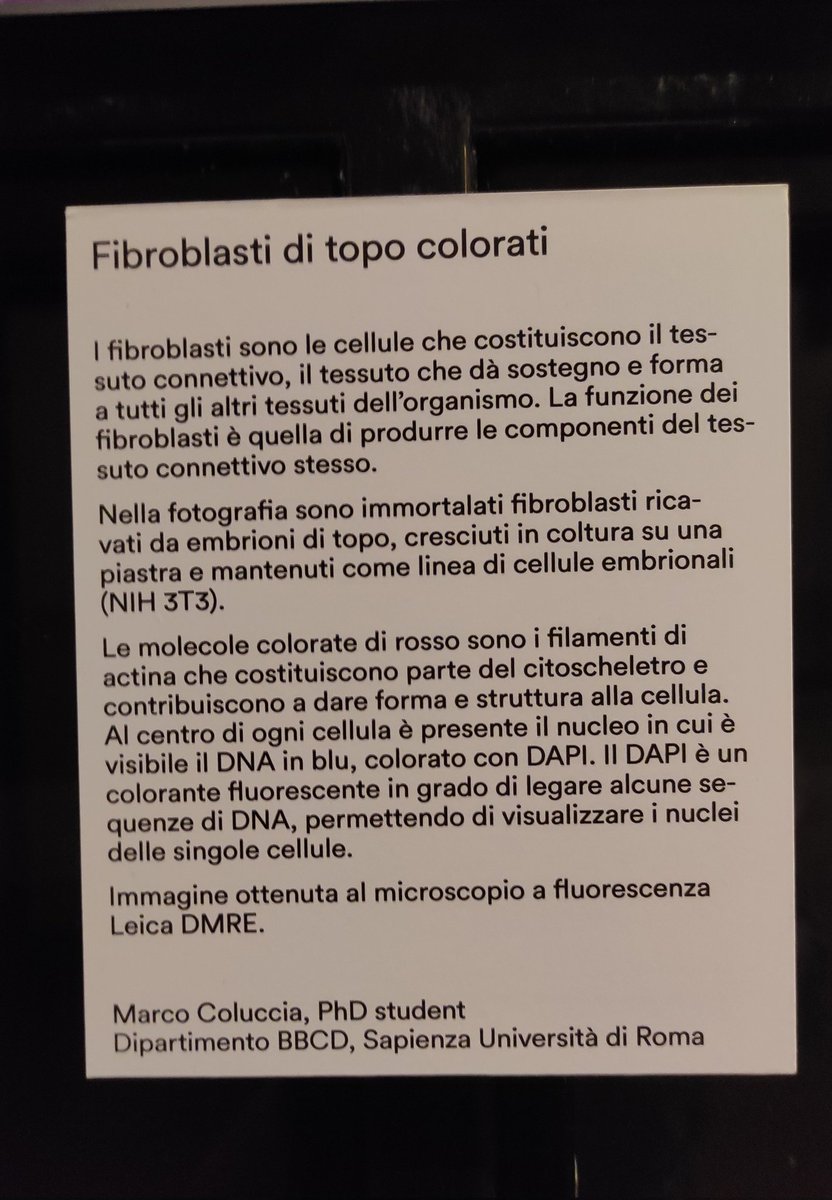 MarColuccia's tweet photo. #Science meets #art at the exhibition organized by the association Laboratorio11: #Molecole. We need more opportunities to share the science we do inside our labs! 
📷: mouse embryonic #fibroblasts, by me 🔬 https://t.co/jh62B2wtB9