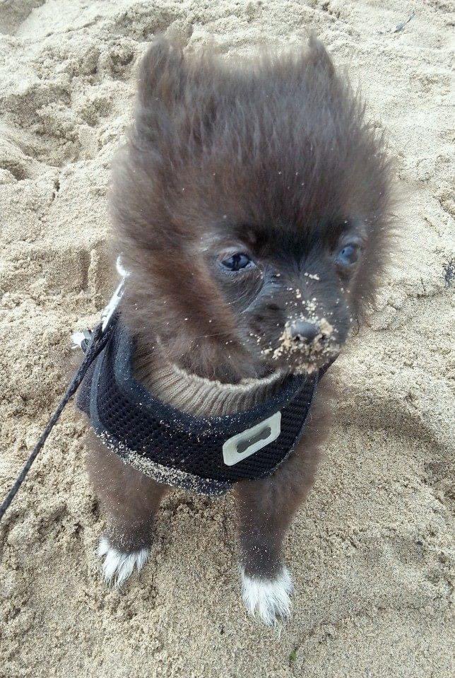 DeniseWilson_1's tweet photo. @JaneyGodley My Shakira’s wee face on her first ever beach trip as a puppy. Bless! ❤️ https://t.co/NMSID4TN2F