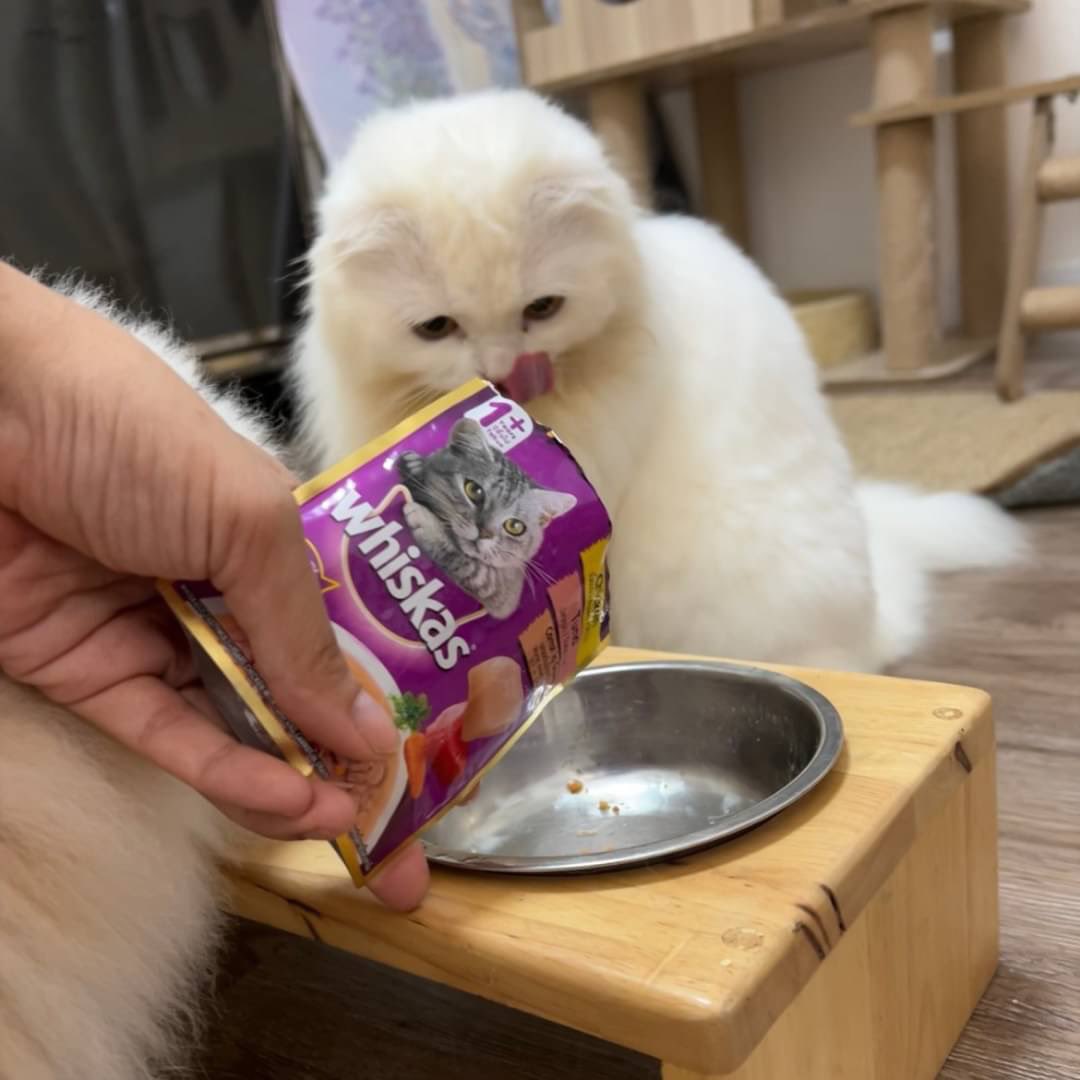 awwwfluffy's tweet photo. แย่งจากมือไปแกะได้แกะแล้ว #Whiskas Tasty Mix ทำจากเนื้อปลาและไก่แท้ๆ พร้อมผักในซอสเกรวี่ สารอาหารครบถ้วน สมดุล อร่อย เด็กๆชอบ กลิ่นหอมมากเปิดได้ซองก็มารุมใส่ถ้วยเลย ใจเย็นไม่ไหวอะค้าบ เพอร์ดังสุดๆ #WhiskasxKrist
#ทาสแมว รีทวิตนี้สุ่ม #แจก #วิสกัส 
เทสตี้มิกซ์ 4 รส 10 รางวัลฮะ https://t.co/0EC7oE7Y1M