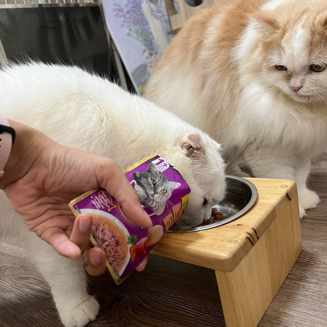 awwwfluffy's tweet photo. แย่งจากมือไปแกะได้แกะแล้ว #Whiskas Tasty Mix ทำจากเนื้อปลาและไก่แท้ๆ พร้อมผักในซอสเกรวี่ สารอาหารครบถ้วน สมดุล อร่อย เด็กๆชอบ กลิ่นหอมมากเปิดได้ซองก็มารุมใส่ถ้วยเลย ใจเย็นไม่ไหวอะค้าบ เพอร์ดังสุดๆ #WhiskasxKrist
#ทาสแมว รีทวิตนี้สุ่ม #แจก #วิสกัส 
เทสตี้มิกซ์ 4 รส 10 รางวัลฮะ https://t.co/0EC7oE7Y1M