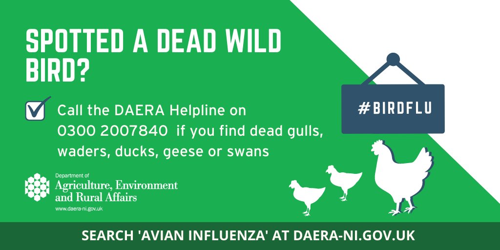 Do not touch dead or sick birds! You can report dead wild waterfowl (swans, geese or ducks) or other dead wild birds such as gulls or birds of prey to the DAERA helpline 0300 200 7840 during office hours.  Outside office hours, please follow instructions on the Helpline message.