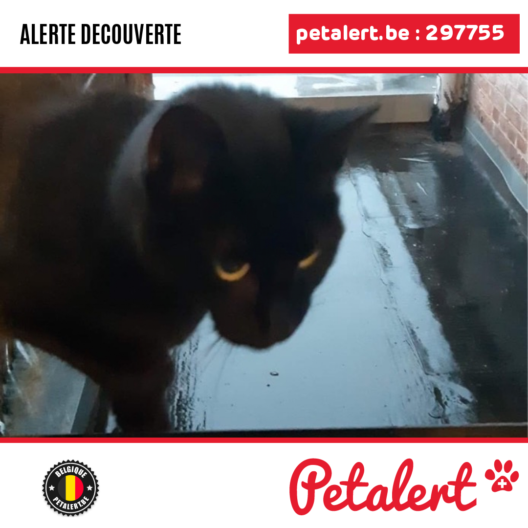 petalert_be's tweet photo. Trouvé #Chat #Hainaut #Mons #Petalert  #PetAlertWHT / https://t.co/PT6ndKASNY https://t.co/nUddocAFie