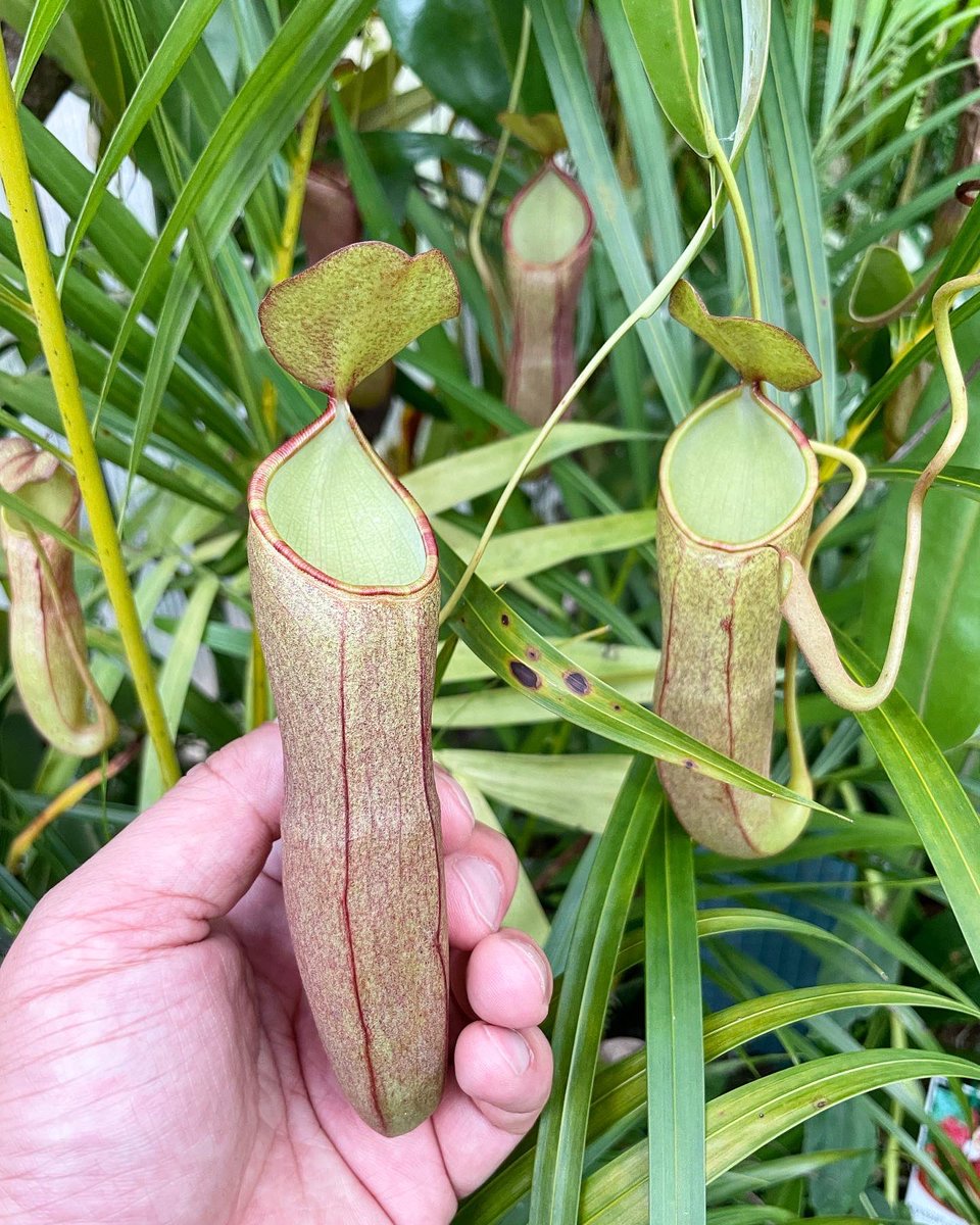 Growing carnivorous plants are so much fun! They’re just so incredible! 🤩This is Nepenthes ‘Lantern’ N. x (ramispina x ventricosa) 🌿✨
#carnivorousplants #nepenthes #nepentheslantern #carnivorousplant