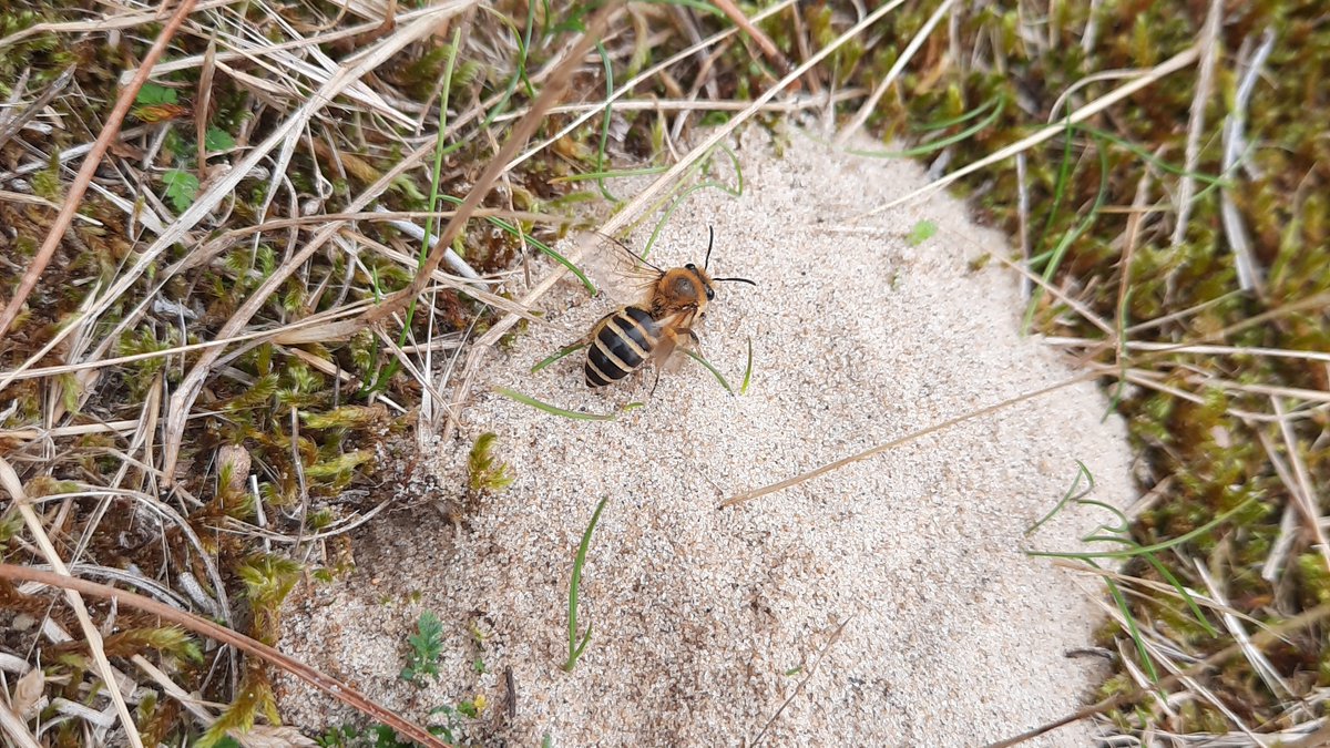 The Ivy Bee was spotted at Brittas Bay yesterday - can anyone find a more northerly location? Time is running out to search for this one as it'll soon be hibernating pollinators.ie/record-pollina… @BioDataCentre