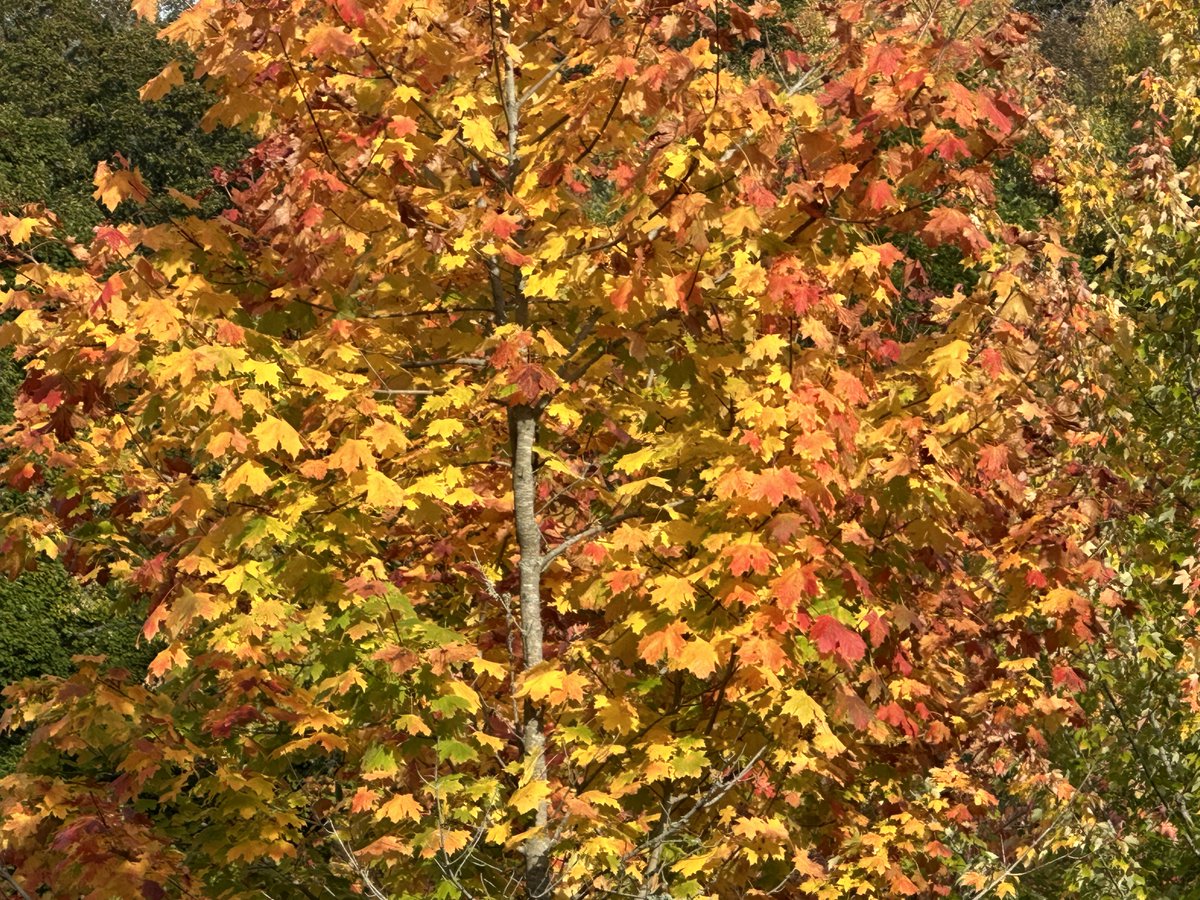 Buckfast_Abbey's tweet photo. Such a beautiful October day with autumn colours appearing all around the grounds. #autumncolours @Buckfast_Abbey @VisitDevon @VisitDartmoor @visitsouthdevon #benedictinemonastery https://t.co/MalmoaGgHh
