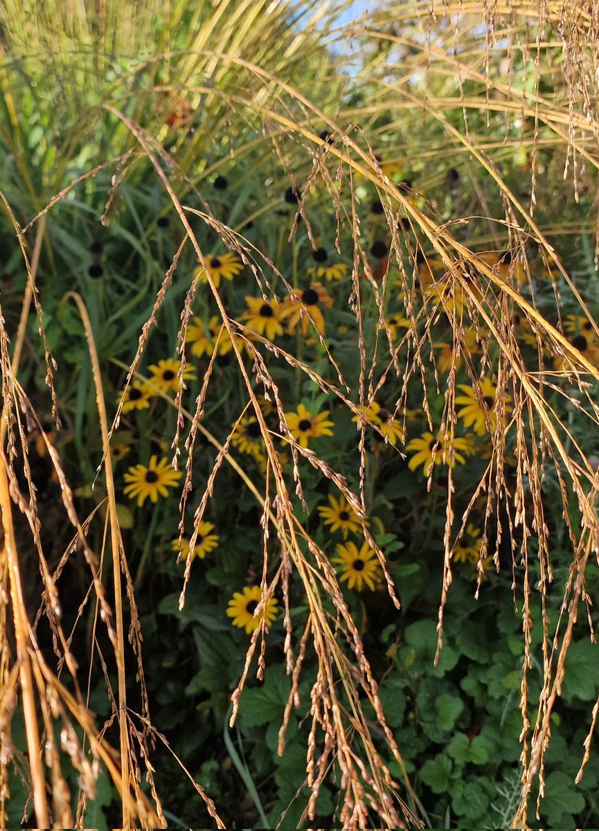 MLaurenceDesign's tweet image. Texture, colour and form on a recent sunny morning (not today!). Love the subtly of Autumn. 

#autumngarden #autumncolours #autumnflowers #texture #naturalisticplanting #plantingdesign #plantingdesigner #gardendesigner #Rudbeckia #Molinia #Euphorbia #ballota #morninglight