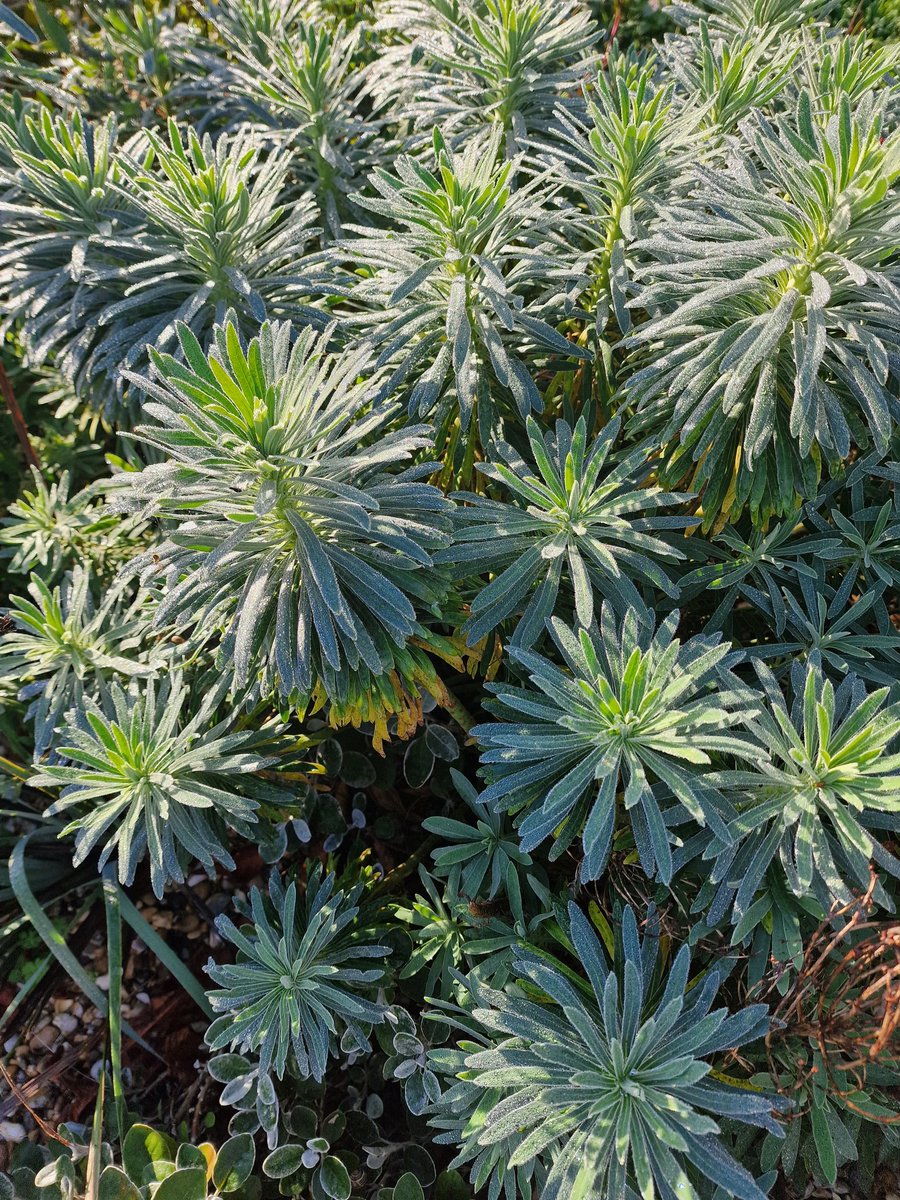 MLaurenceDesign's tweet image. Texture, colour and form on a recent sunny morning (not today!). Love the subtly of Autumn. 

#autumngarden #autumncolours #autumnflowers #texture #naturalisticplanting #plantingdesign #plantingdesigner #gardendesigner #Rudbeckia #Molinia #Euphorbia #ballota #morninglight