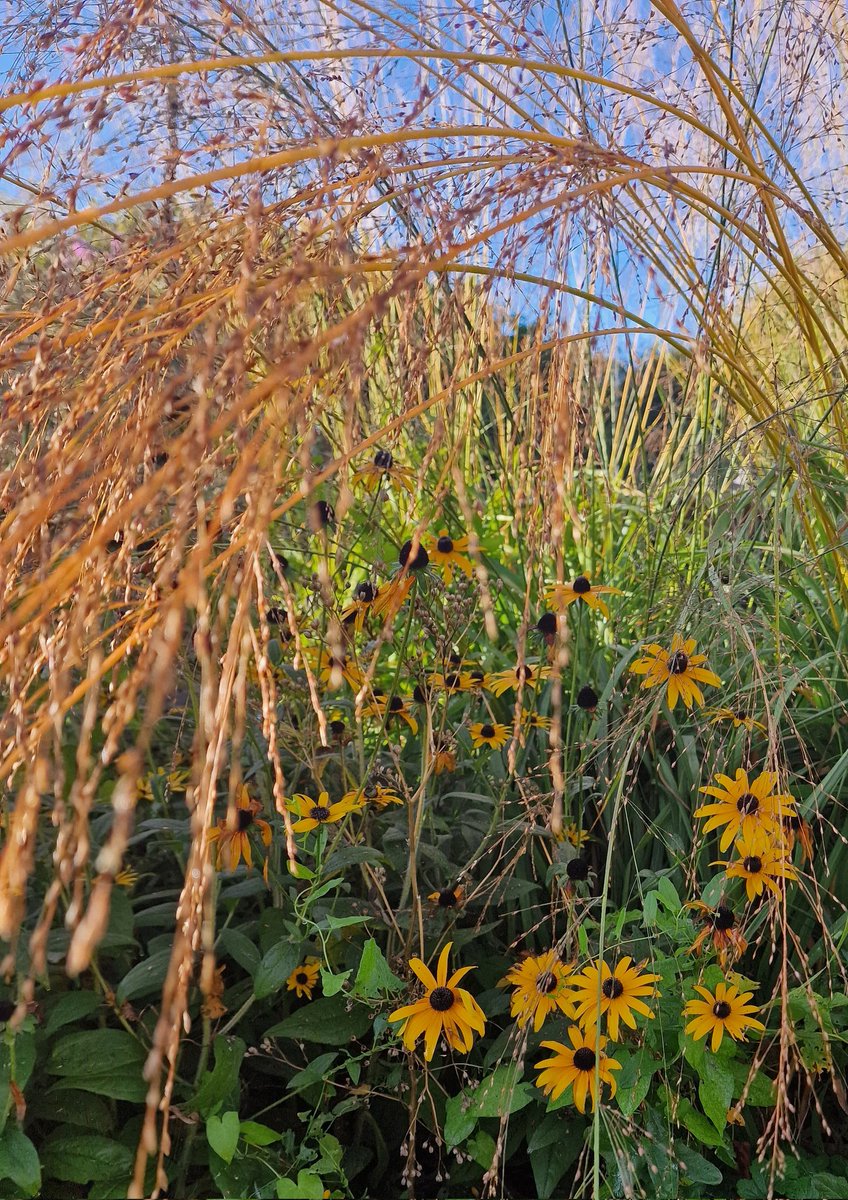 MLaurenceDesign's tweet image. Texture, colour and form on a recent sunny morning (not today!). Love the subtly of Autumn. 

#autumngarden #autumncolours #autumnflowers #texture #naturalisticplanting #plantingdesign #plantingdesigner #gardendesigner #Rudbeckia #Molinia #Euphorbia #ballota #morninglight