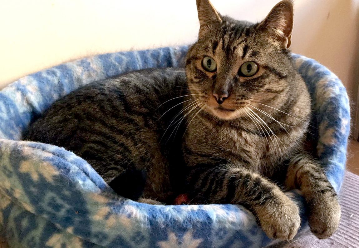 Jony es el abuelito de La Gatera. Lleva toda su vida esperando que alguien se fije en él, pero sigue siendo invisible.
Necesita un hogar tranquilo para pasar sus últimos años de vida en un hogar
Escríbenos ya y te contamos todo lo que necesites
Correo 💌 adopciones@lagatera.org