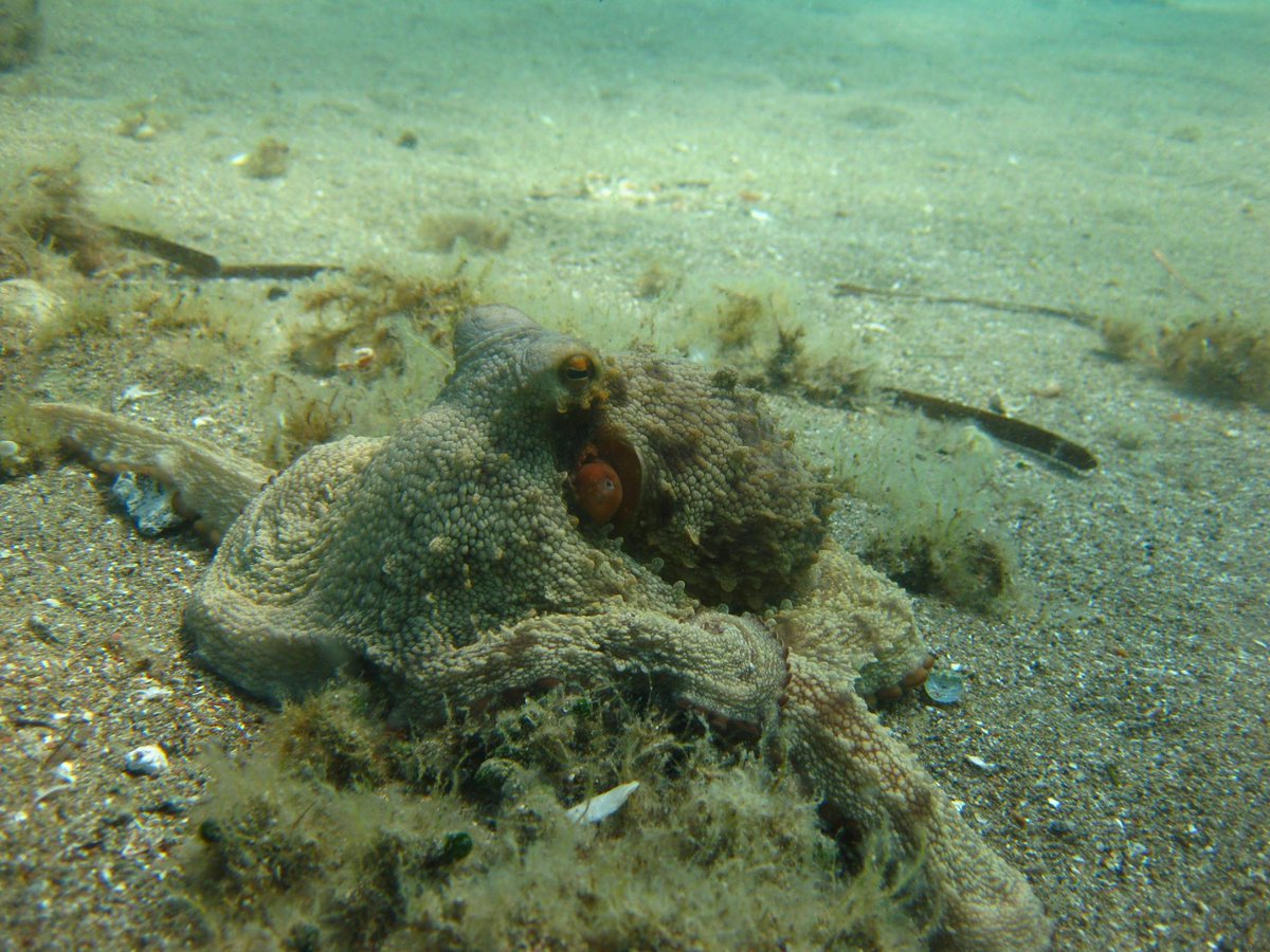 Jolly Olly's on a stroll :) #Octopus #Sealife #PADI #Scuba #Snorkel #Freedive #Lemnos #Limnos #Greece #Aegean