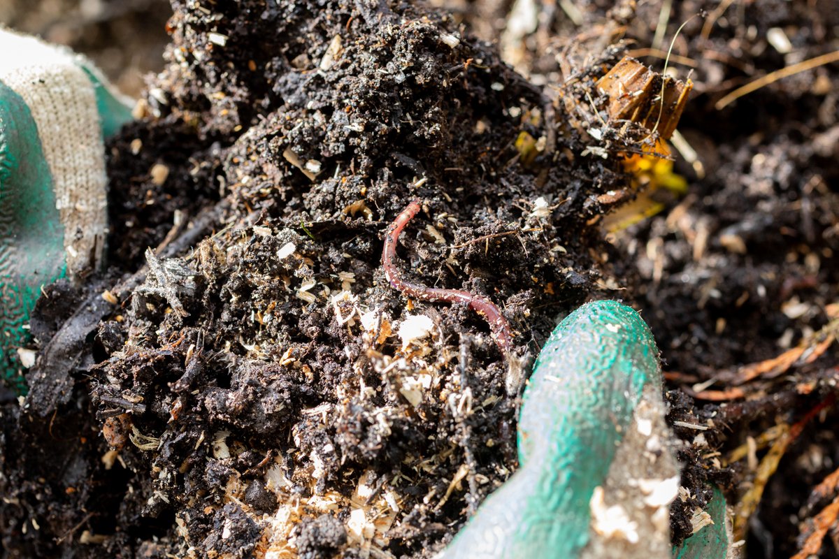 gardenorganicuk's tweet photo. Has your garden been hit by drought this year? Nurturing your #soil is the best way to make your #garden more resilient. Our Successful Composting Workshop, on Oct 19, will show you why #composting is so beneficial. Book👉 https://t.co/jHNrWovkj8. #SoilAwarenessWeek @uksoils https://t.co/FhBKAIvYQ6