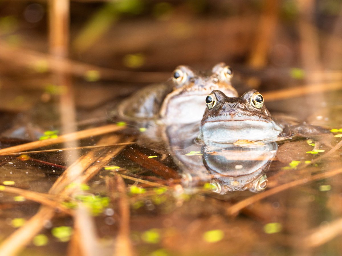 ⌨CTRL + ALT + DEL

The Holnicote Estate in Somerset is hitting reboot on the River Aller, reconnecting it to its original floodplain.

Shallower channels, pools and marshes slow the flow of water, reducing flooding, improving habitats and tackling the impacts of climate change.