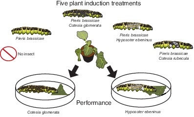 Ecol_Ent's tweet photo. #Parasitoids affect #plant #responses through their #host #Pieris #brassicae, but not for the #benefit of their own performance
#OpenAccess
https://t.co/XlhRzQdSxS
#Brassica #oleracea #Cotesia #glomerata #regulation #Hyposoter #ebeninus #parasitoid #performance #interactions https://t.co/LfwkhdhBdq