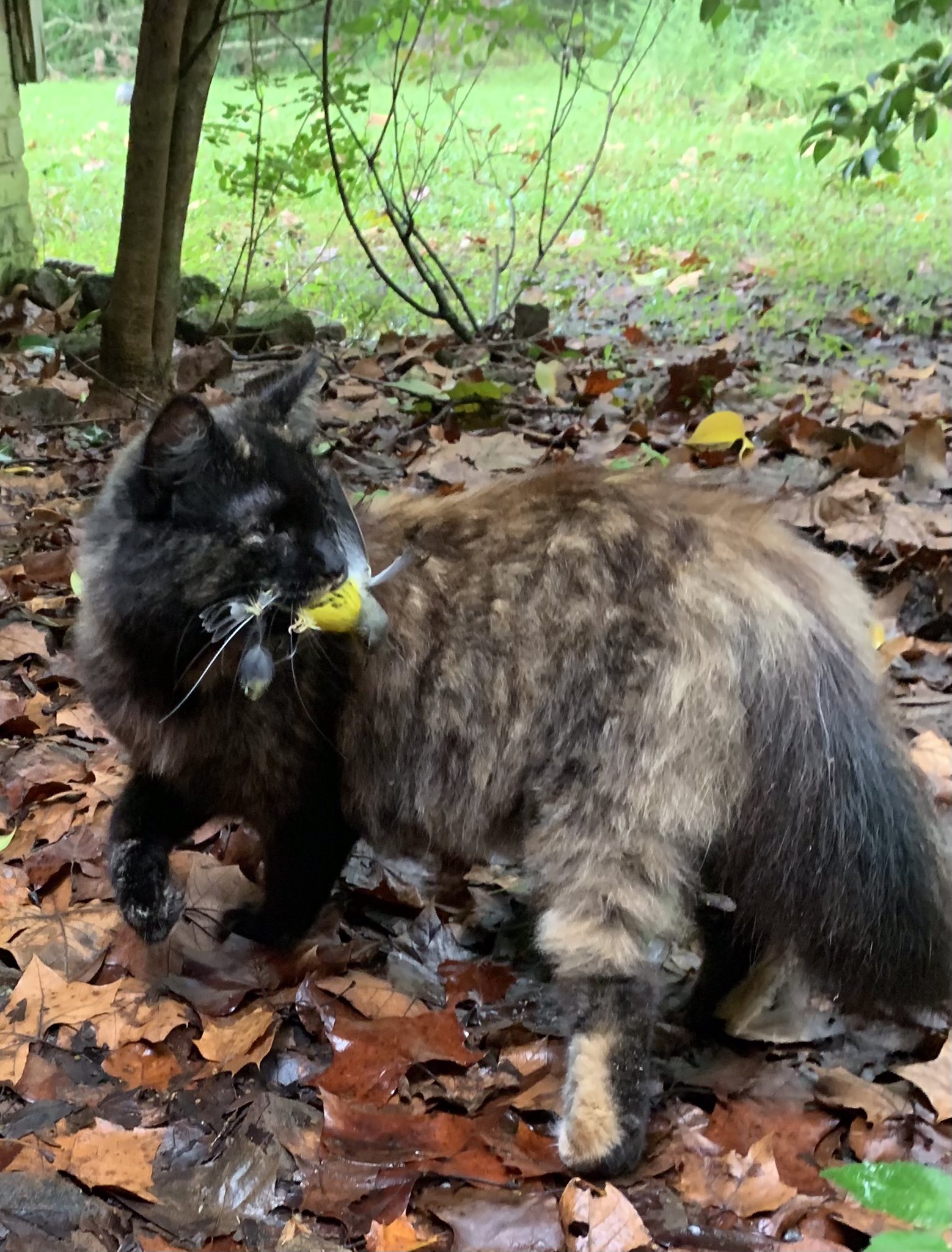 ya-boy-mart-on-twitter-pitpostingls-my-cat-i-rescued-her-from-a