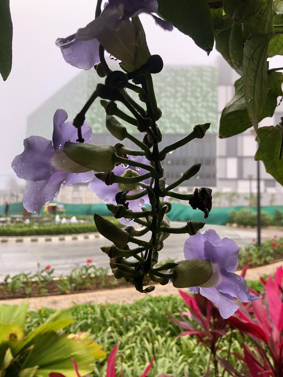 vrundavs's tweet photo. Raindrops on flowersโฆ.
& whiskers on kittensโฆ
Wild geese that fly with the
Moon on their wingsโฆ.
These are a few of #myfavouritethings ๐ถ ๐ต ๐ถ๐ต๐ถ
Rainy mornings continueโฆ.
#soundsofrain #soundofmusic #FridayFeeling #vrupix https://t.co/L9oMHAe7az