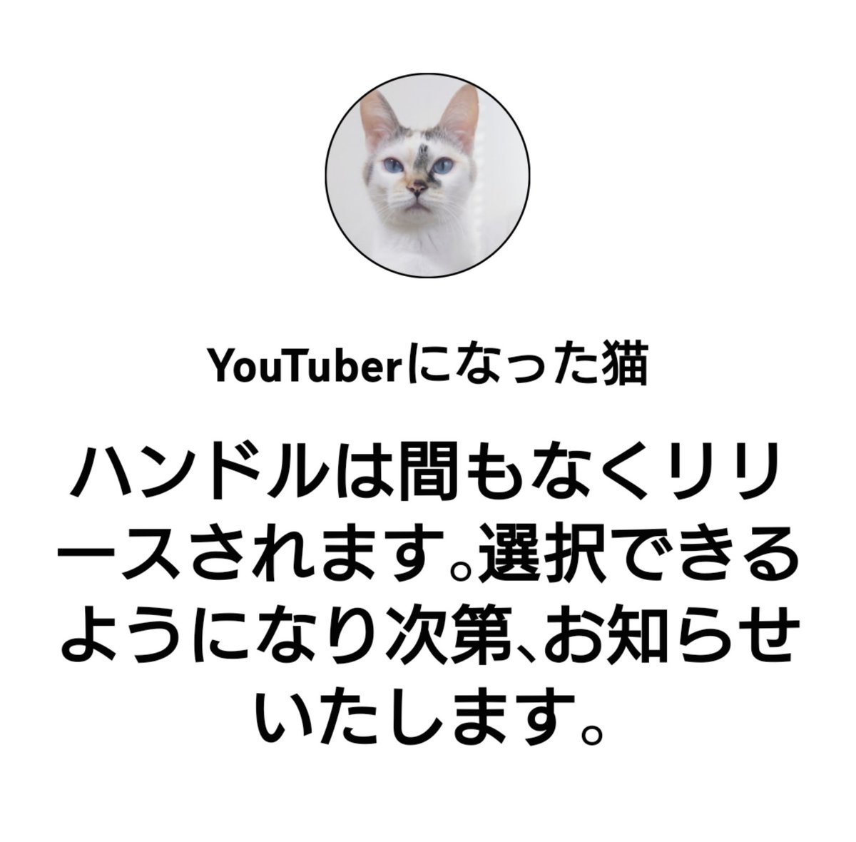 cat_yotuber's tweet photo. YouTubeハンドルという新しい機能が追加されたみたいだニャ～😺

まだ登録できないみたいだが、今後いろいろ便利に使えるみたいなので楽しみだニャ～😺

https://t.co/EExIGRNUsg

 #猫 #猫の居る暮らし #猫好きさんと繋がりたい #YouTubeハンドル #YouTube https://t.co/Ee6L1jIiVF