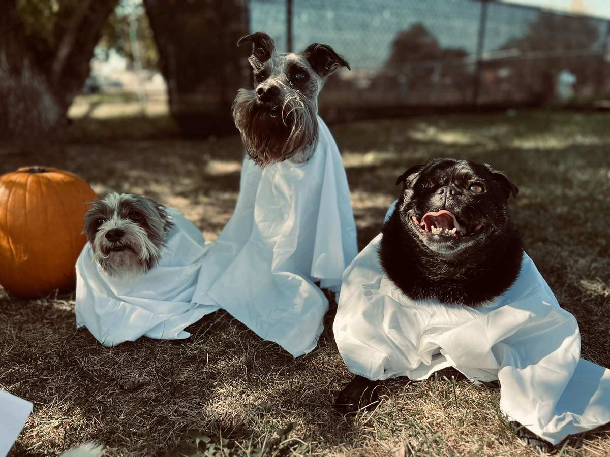 SethS4C's tweet image. We tried. This was the best we could do lol. 

They didn’t want the full costumes so they look like they’re at the barbers lol.