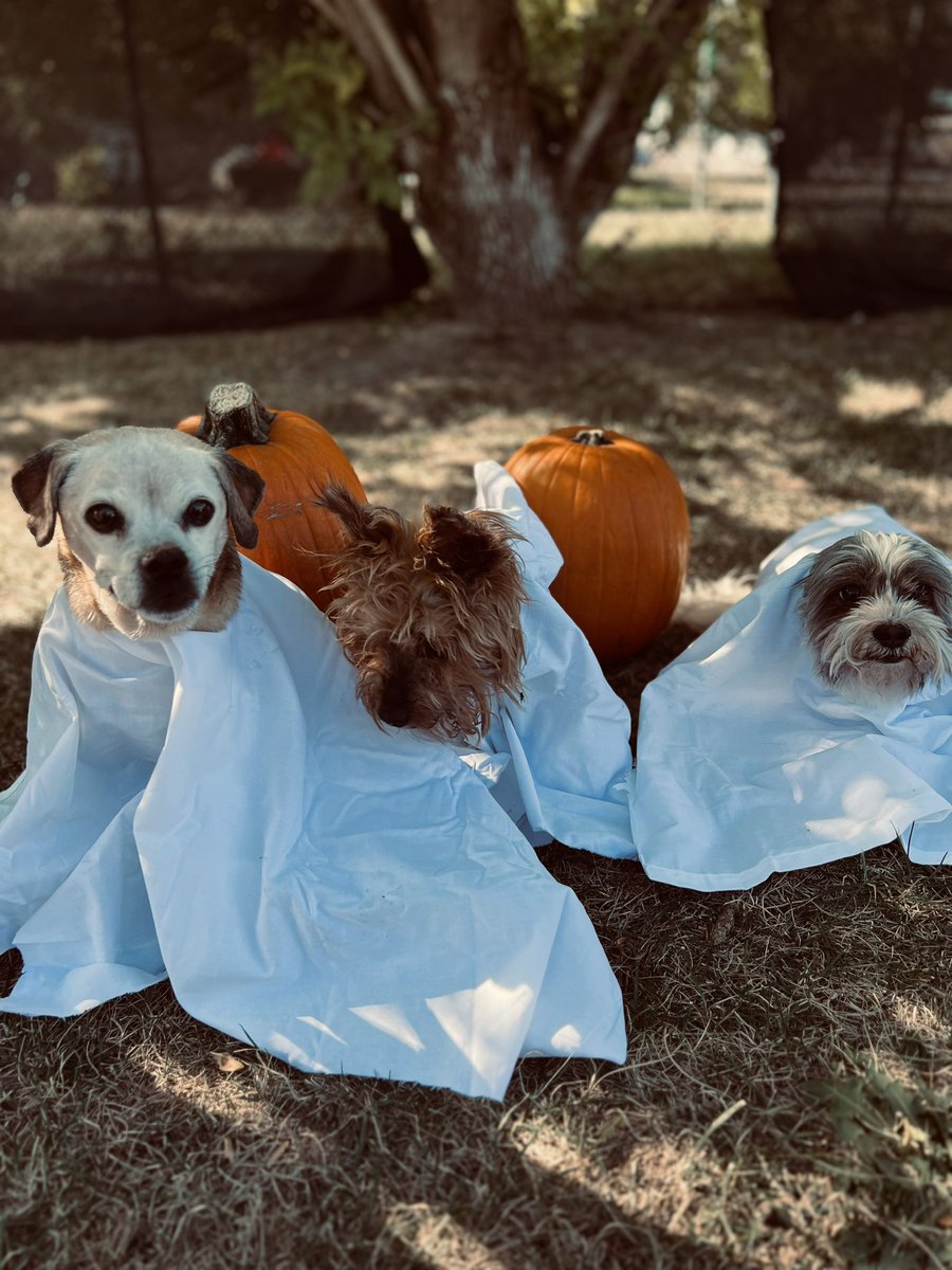 SethS4C's tweet image. We tried. This was the best we could do lol. 

They didn’t want the full costumes so they look like they’re at the barbers lol.