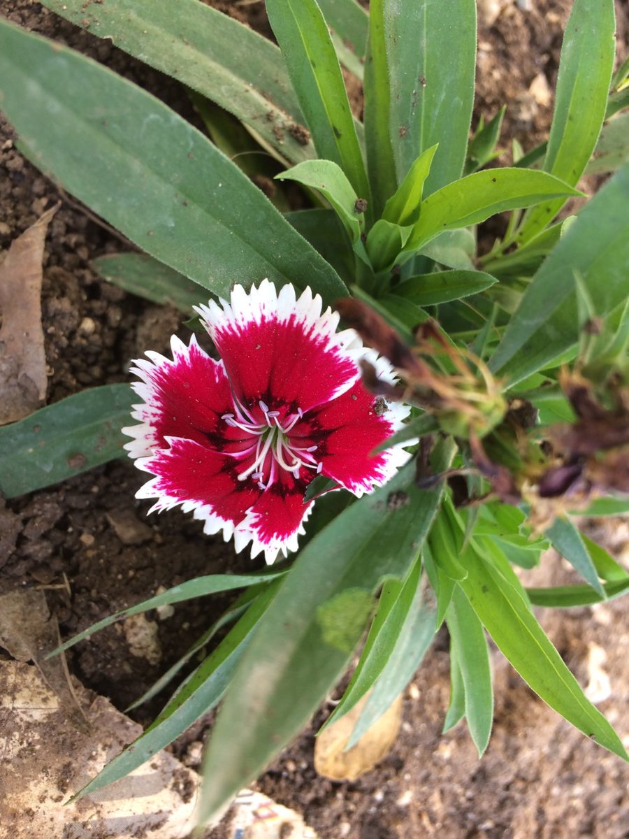 Krishna_ST30's tweet photo. @BraydenCreation Some flower clicks from gallery 🙏
#myclick #flowerclick #twitterflower #NatureBeauty #naturelovers https://t.co/0QB4xMyeMB