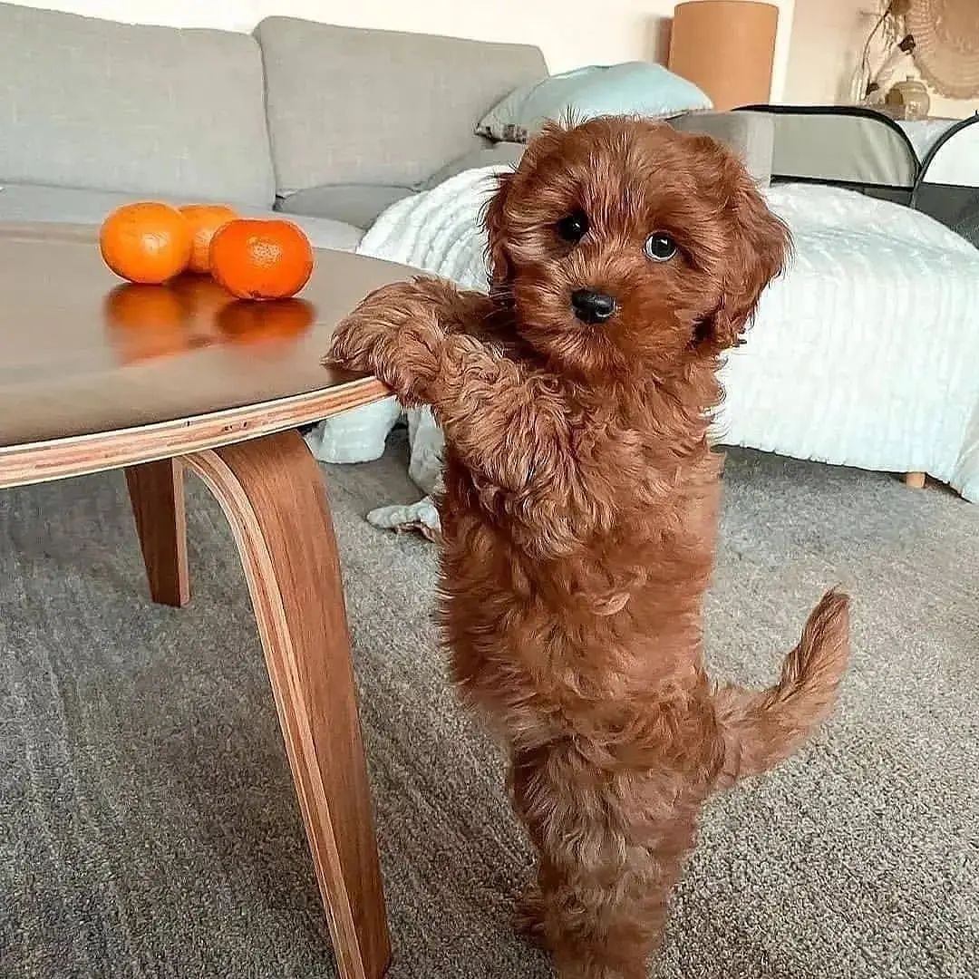 poodleIsLove's tweet photo. #doggo #dogs #poodle #bear #Trending #photo #Photos #NEW #NewProfilePic #LoveinTheAirEP9 #usa #animal #daytrading https://t.co/fmoKxwiS5Q