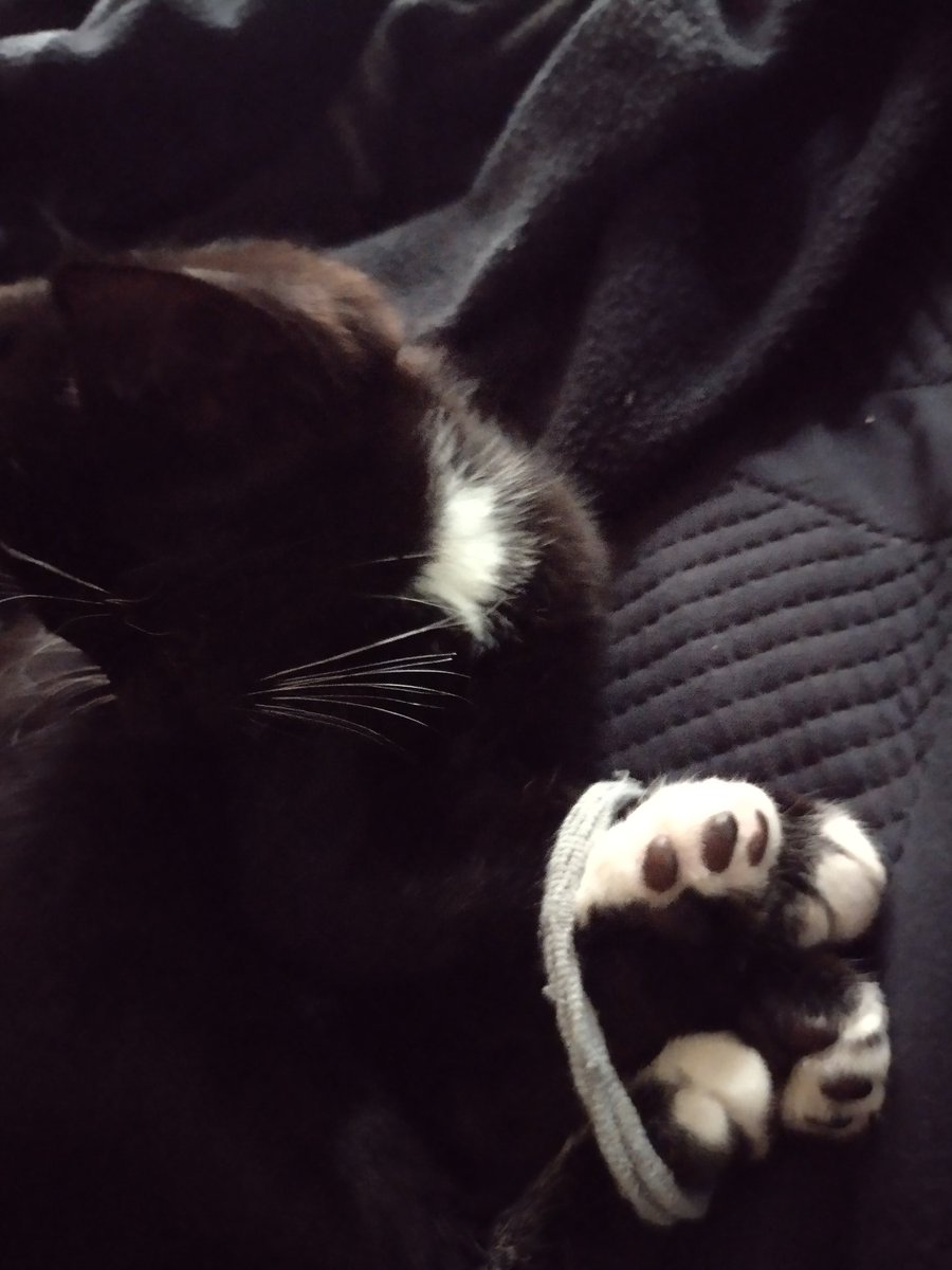 teasipperadam's tweet photo. @ChoccyMil Here's James Marriot screaming and my new cat https://t.co/hnXIGXJBzq