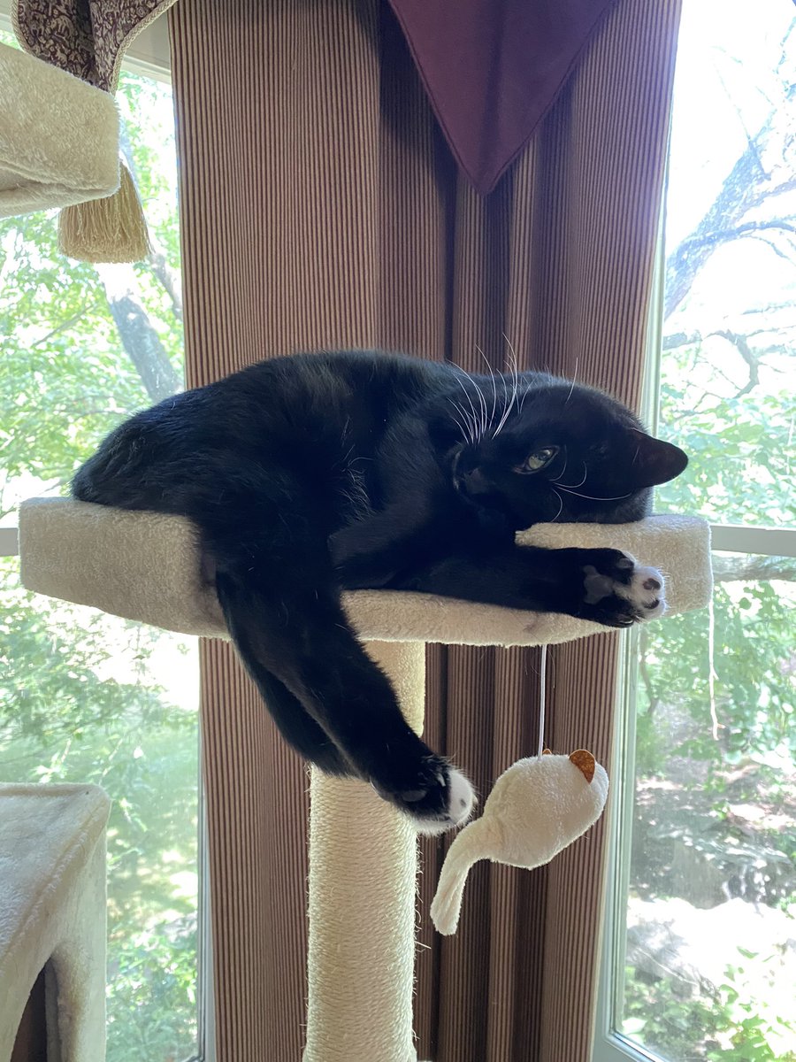 lizzybirds's tweet photo. @RadioFreeTom Nothing better than a cat to keep the watch.❤️ Heal well Cataffeciando! We’re with you ❤️ https://t.co/XUhtOBZemm