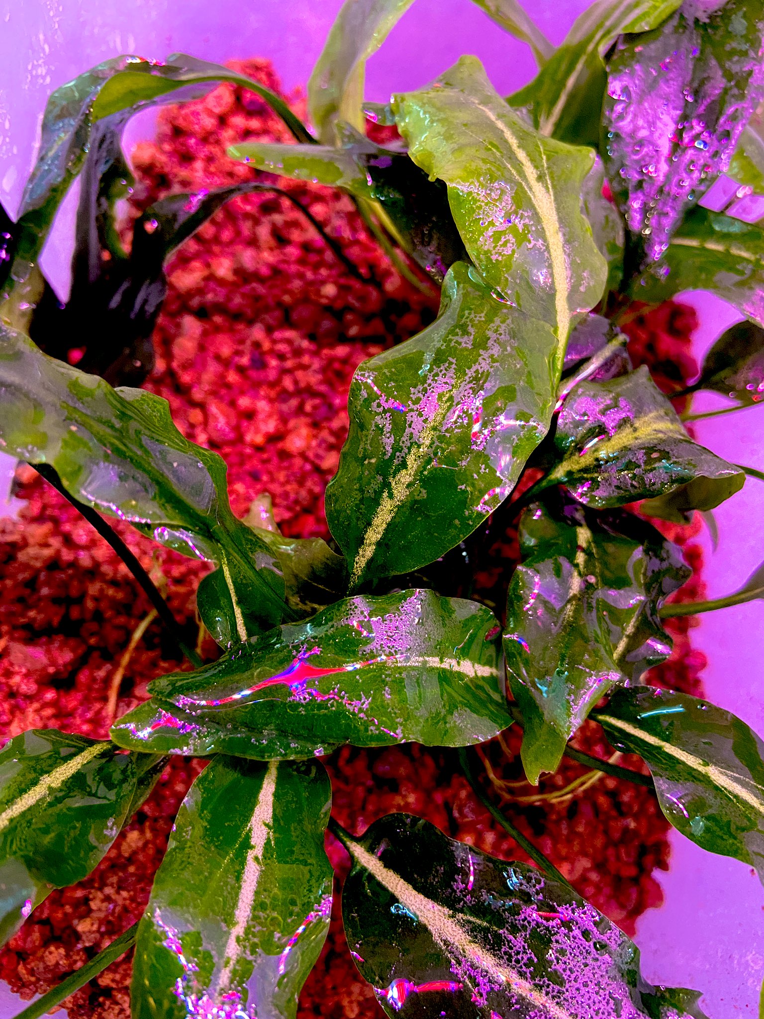 AQUA Revelation J B On Twitter Cry Nurri platinum Long Leaf aqua-revelation-j-b-on-twitter-cry-nurri-platinum-long-leaf