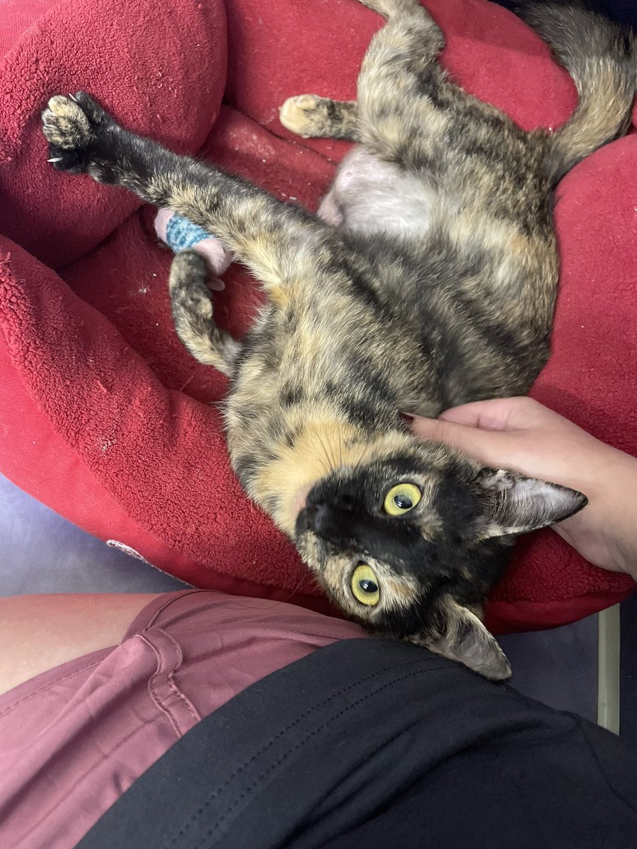 ryleypriddy's tweet photo. everyone meet tony. she likes car rides and going to my meetings with me. https://t.co/V4ARn0LF5A