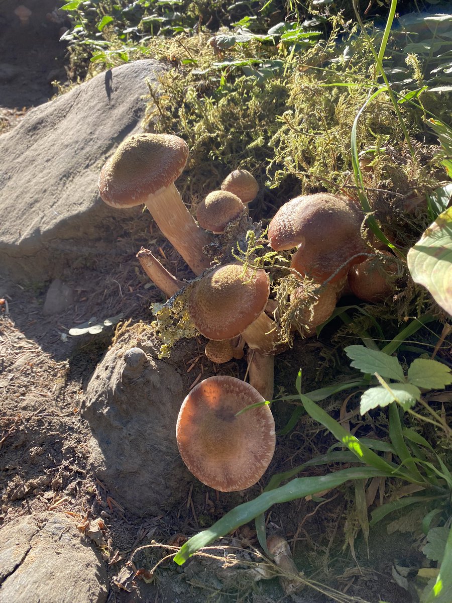 brookewarres's tweet photo. Mushrooms at Olympic national park!! It’s so magical here 😍 https://t.co/pxFgxgADVf