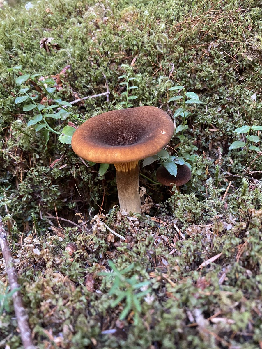 brookewarres's tweet photo. Mushrooms at Olympic national park!! It’s so magical here 😍 https://t.co/pxFgxgADVf