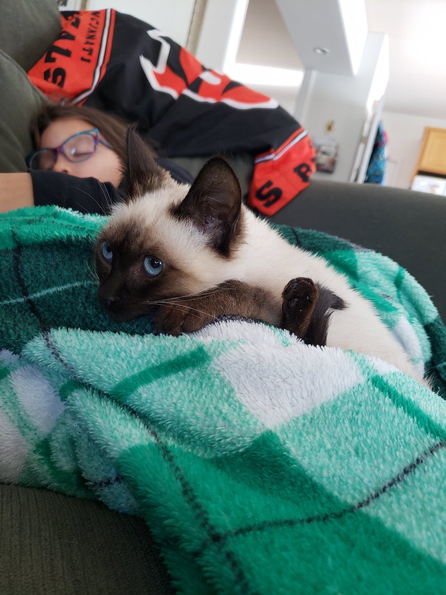 DaltonSignature's tweet photo. Rose took care of her non fur sister today. 😽 #TeaganRae #RosieTheCat https://t.co/kmZfisdPfx