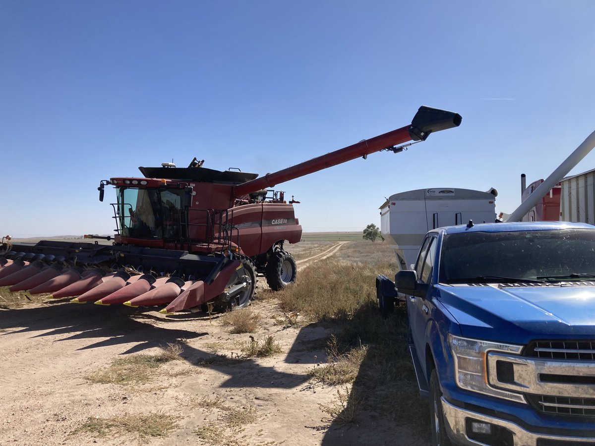 PostovitBruce's tweet photo. #Bayer4CO Dekalb’s new 107-33 SmartStax Pro and Dekalb 54-64 SmartStax. Amazing results!  Justin Imhof’s farm. Yuma Colorado. https://t.co/yrMyIzSXUf