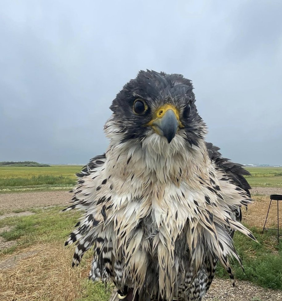 it got a little wet out while doing some bird abatement work!