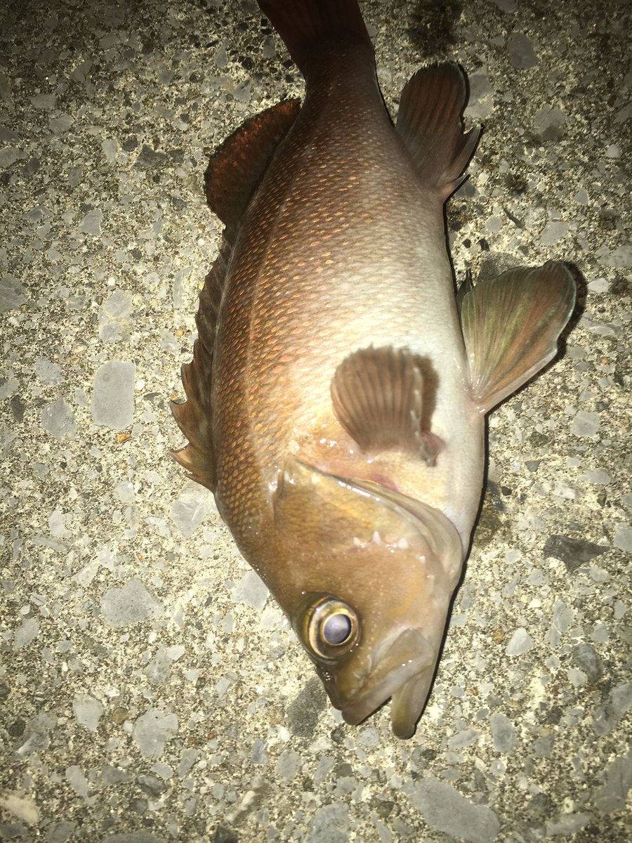 FishMining's tweet photo. #fishing #rockfish #Lure https://t.co/S92OtYnrbs